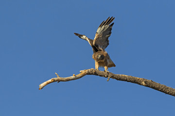 Bird red tail hawk take-off from tree limb perch