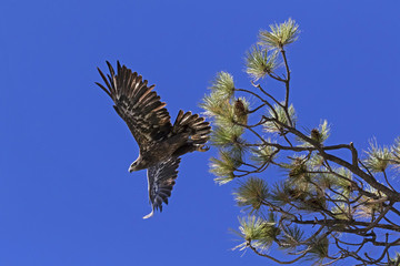 Bird juvenile bald eagle launch from perch
