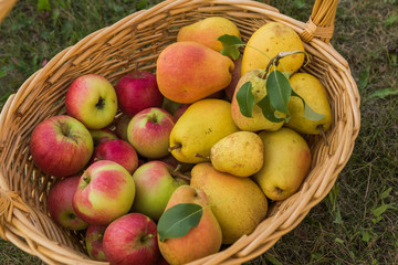 The basket with ripe apples and pears on green grass background.