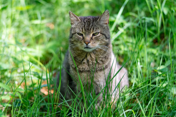 Naklejka na ściany i meble non-pedigree cat on a meadow in green grass.