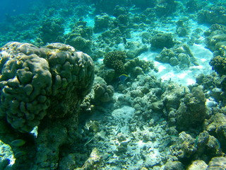 Barriera Corallina Maldive © Renato