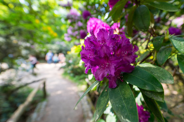 Flower of violet rhododendron in the garden.