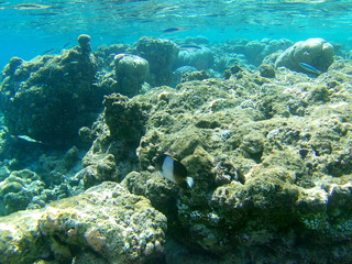 Fototapeta na wymiar Barriera Corallina Maldive