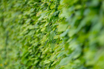 Hedge. Green leaves close-up. Shallow depth of field.