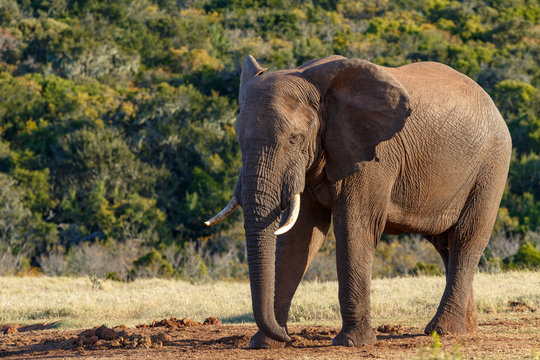 Elephant standing and staring at the ground