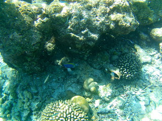 Barriera Corallina Maldive