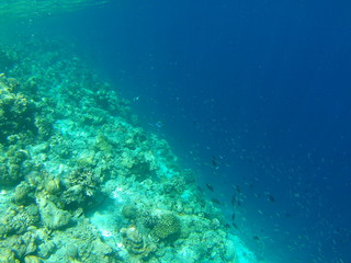 Naklejka na ściany i meble Barriera Corallina Maldive