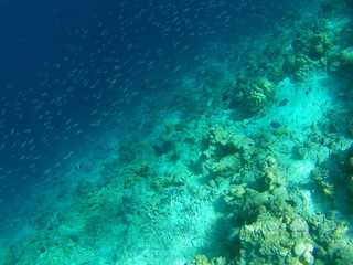Obraz na płótnie Canvas Barriera Corallina Maldive