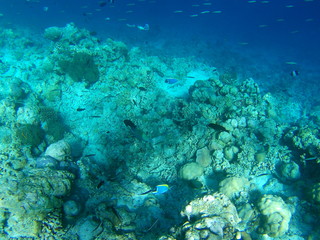 Obraz na płótnie Canvas Barriera Corallina Maldive