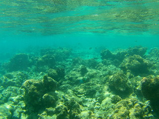 Fototapeta na wymiar Barriera Corallina Maldive