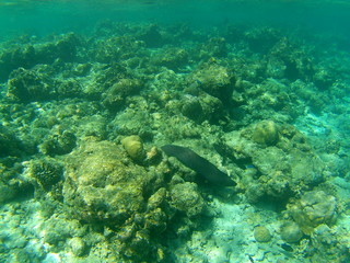 Barriera Corallina Maldive © Renato