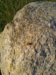 Rock With A Wasp On It