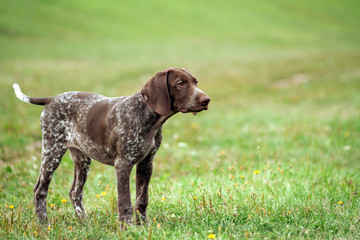german shorthaired pointer, german kurtshaar one brown spotted puppy tranquility, calm look, standing on a path surrounded by green grass on the field, a small cute dog, full length photo,