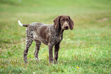german shorthaired pointer, german kurtshaar one brown spotted puppy sad look, standing on a path surrounded by green grass on the field, a small cute dog, full length photo,