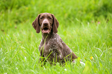 german shorthaired pointer, german kurtshaar one brown spotted puppy sit on the green high grass outside, brown ears and white spot coloring, eyes look into the camera, 