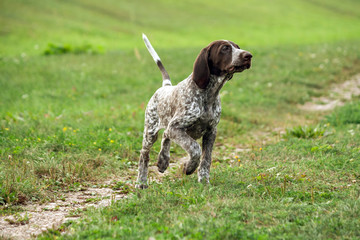 german shorthaired pointer, german kurtshaar one brown spotted puppy  runs along the field separated by a path, the head raised high, hunting instincts, attentive and tense body,