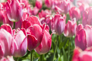 Protection of nature： Tulip Flower
