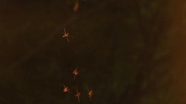 A group of crane flies flying together with the setting sun backlighting then.
