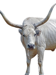 big white bull with horns