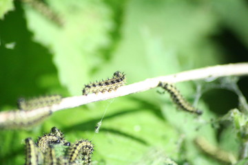 Raupen des kleine Fuchses