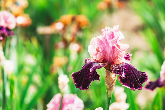 Iris couleur rose et violet