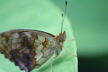 Permutterfalter Makro