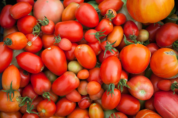 Many tomatoes are different in size and shades of red. Harvesting.