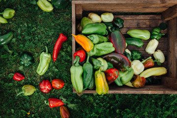 Freshly picked peppers of green and red are scattered in a wooden box and next to the grass. Harvesting.