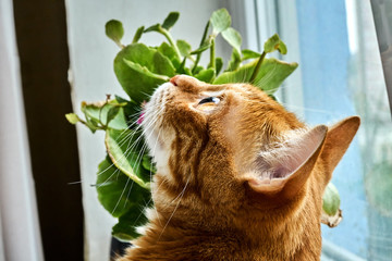 red hair cat hunts a fly near a window