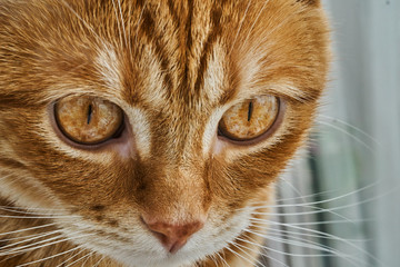 red head cat posing in front of camera, close-up