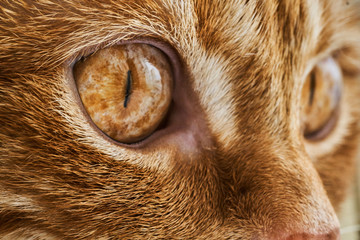red cat hunts, close-up of eyes