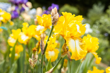 Fototapeta premium Iris jaune