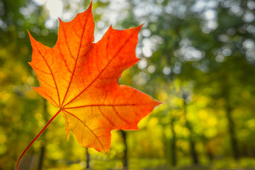 Red leaf of a maple in the autumn sunny day against a background of blurred trees in the park.