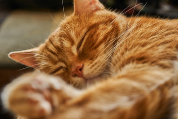 red hair cat dreamily asleep sleeping lounging, close-up