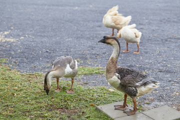 Geese in the garden