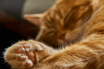 red hair cat dreamily asleep sleeping lounging, close-up