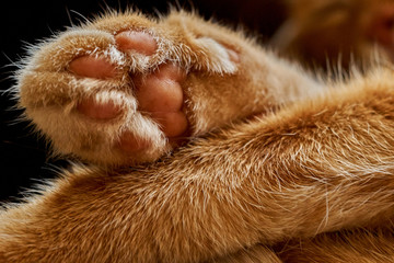 close-up of the crossed paws of a sleeping red hair cat