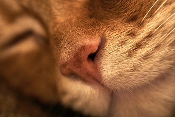 close-up of a pink nose of a sleeping red hair cat