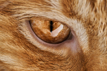 close-up of a red hair cat's eye, a predator's eye