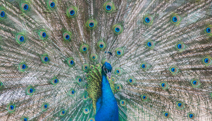 Fototapeta premium peacock male with green and blue tail