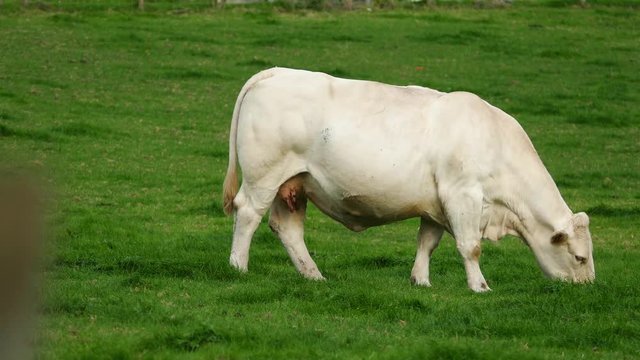 Cream phase Belgian Blue veal or calf filmed in the Barmouth, Llanaber and Gwynedd area in North Wales.