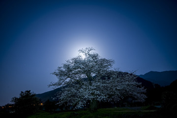 月光に夜桜