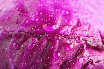 Ripe red cabbage with water drops, closeup