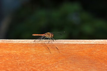 Große Heidelibelle (Sympetrum striolatum)
