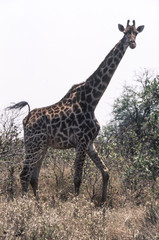 Giraffe (Giraffa camelopardalis), Kruger National Park, Mpumalanga, South Africa
