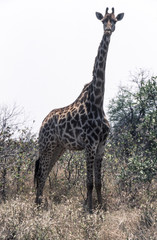 Giraffe (Giraffa camelopardalis), Kruger National Park, Mpumalanga, South Africa
