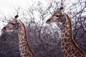 Giraffe (Giraffa camelopardalis), Kruger National Park, Mpumalanga, South Africa
