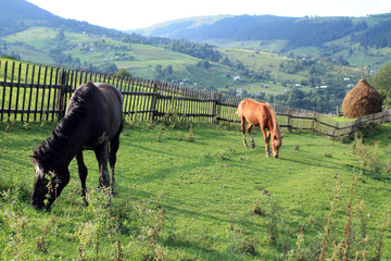 Two horses graze on pasture near wooden fence and haystack in Carpathian Mountains.