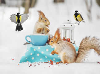 Two squirrels and blueberries eat nuts and cups in the winter forest.   © Ann Stryzhekin