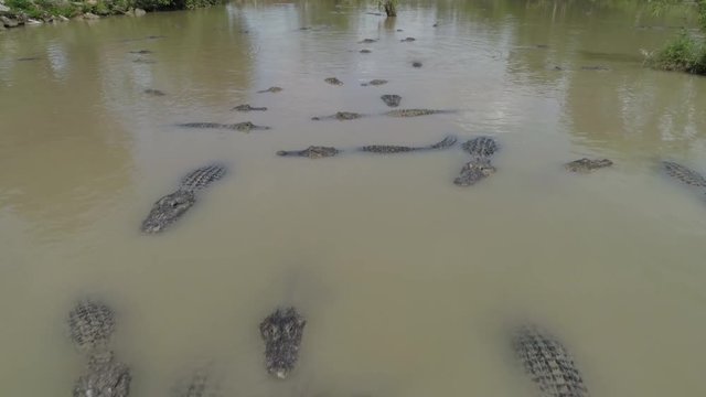 gators in the water drone hovering